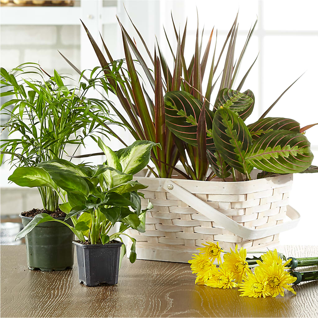 Florist Designed Blooming and Green Plants in a Basket – A&L FLORAL, Hamilton NJ
