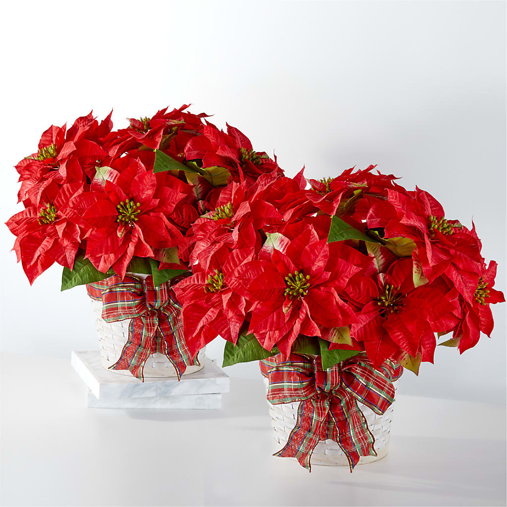 Happiest Holidays Poinsettia Bundle – A&L FLORAL, Hamilton NJ