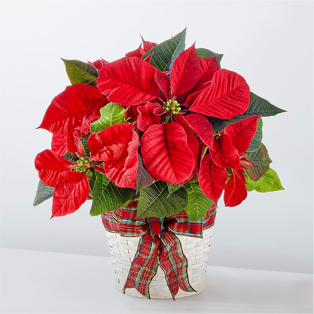 Happiest Holidays Poinsettia – A&L FLORAL, Hamilton NJ