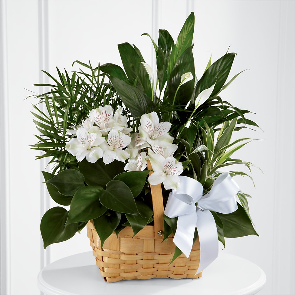 Peace & Serenity Dishgarden – A&L FLORAL, Hamilton NJ
