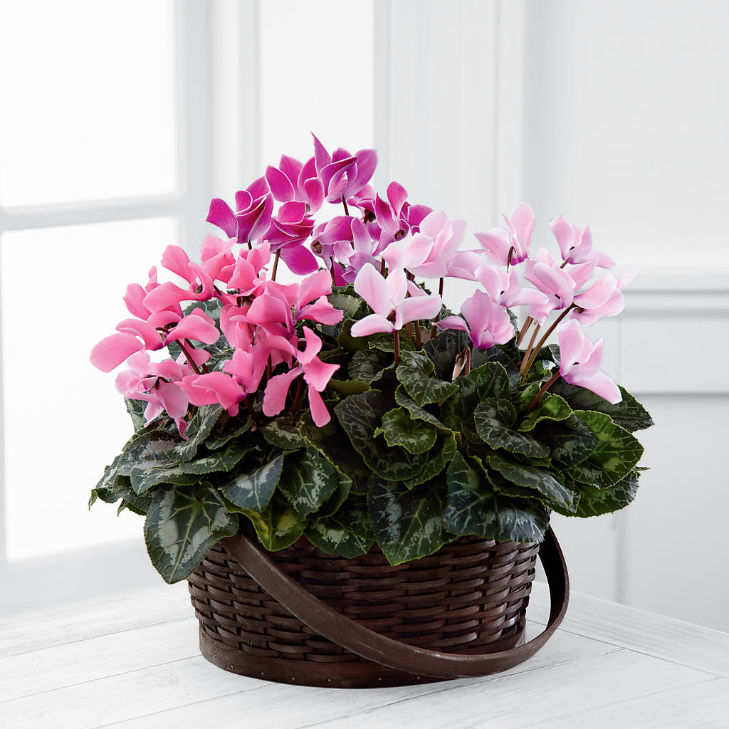 Mixed Cyclamen Planter – A&L FLORAL, Hamilton NJ