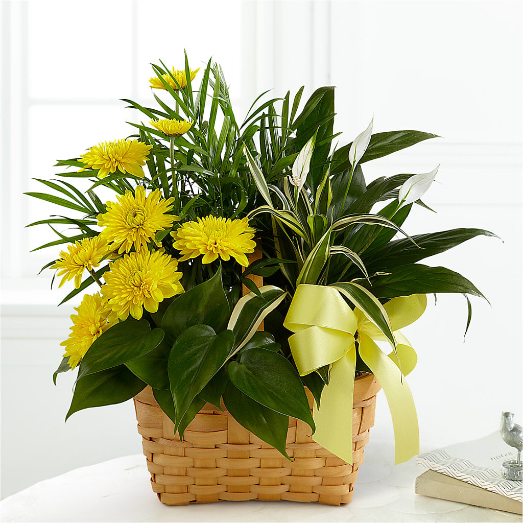 Loving Light Dishgarden – A&L FLORAL, Hamilton NJ