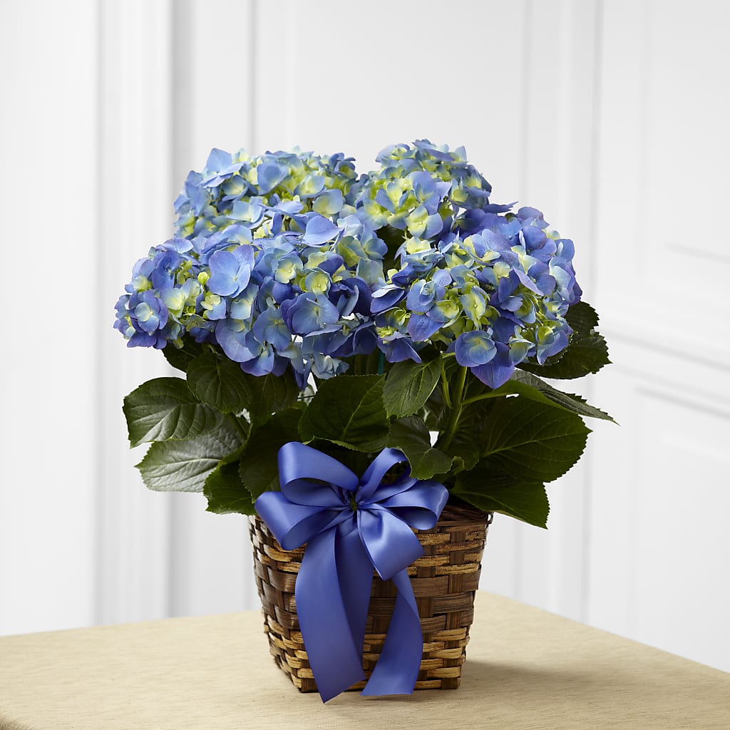 Blue Hydrangea Planter – A&L FLORAL, Hamilton NJ