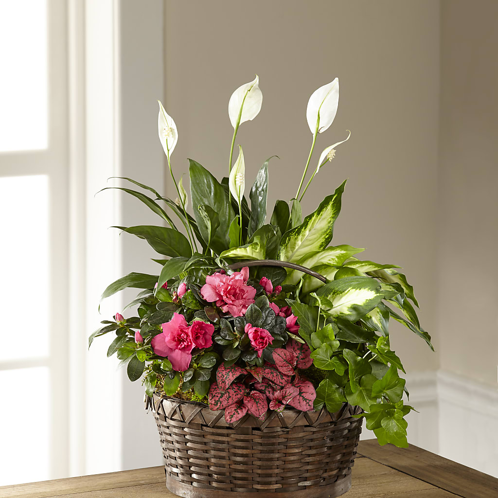Dream in Pink Dishgarden – A&L FLORAL, Hamilton NJ