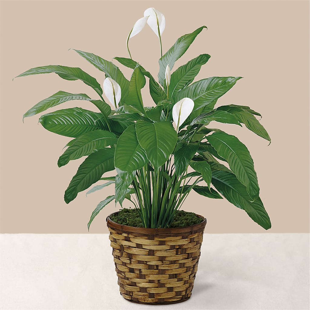Tranquil Moments Peace Lily Plant – A&L FLORAL, Hamilton NJ