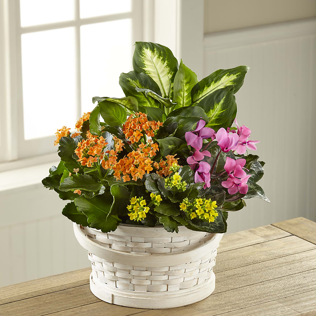 Color Crush Dishgarden – A&L FLORAL, Hamilton NJ