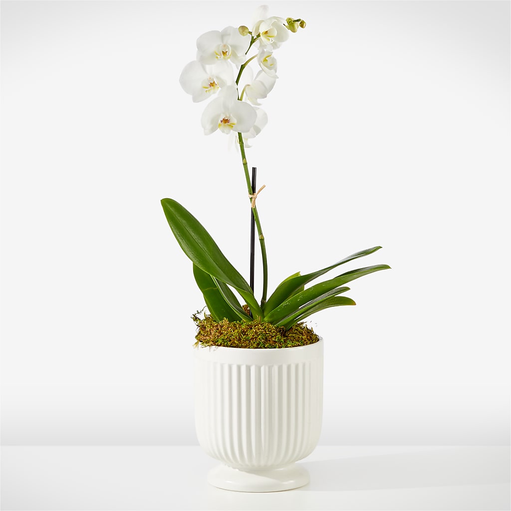 Whispering White Orchid – A&L FLORAL, Hamilton NJ