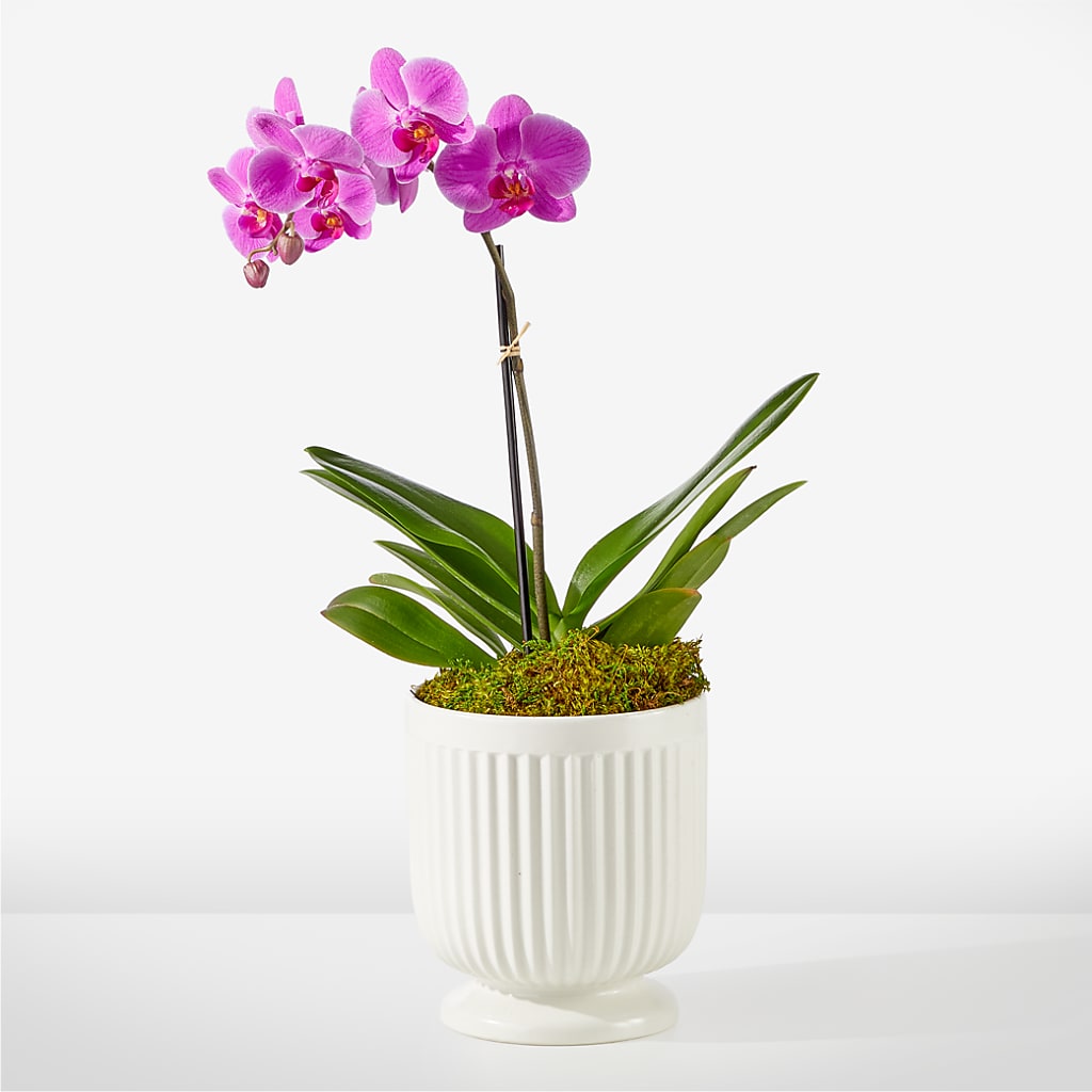 Friendly Fuchsia Orchid – A&L FLORAL, Hamilton NJ