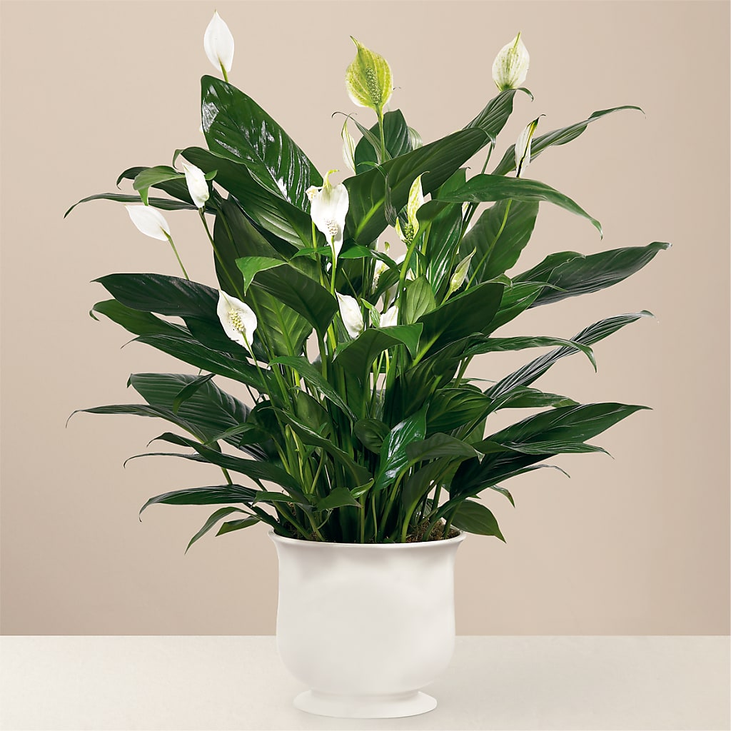 Comfort Planter – A&L FLORAL, Hamilton NJ