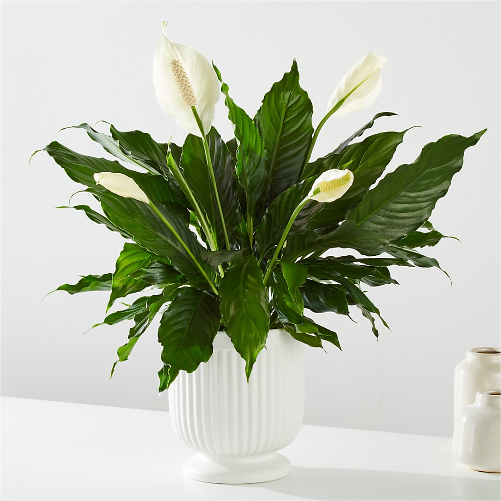 Comfort Planter – A&L FLORAL, Hamilton NJ