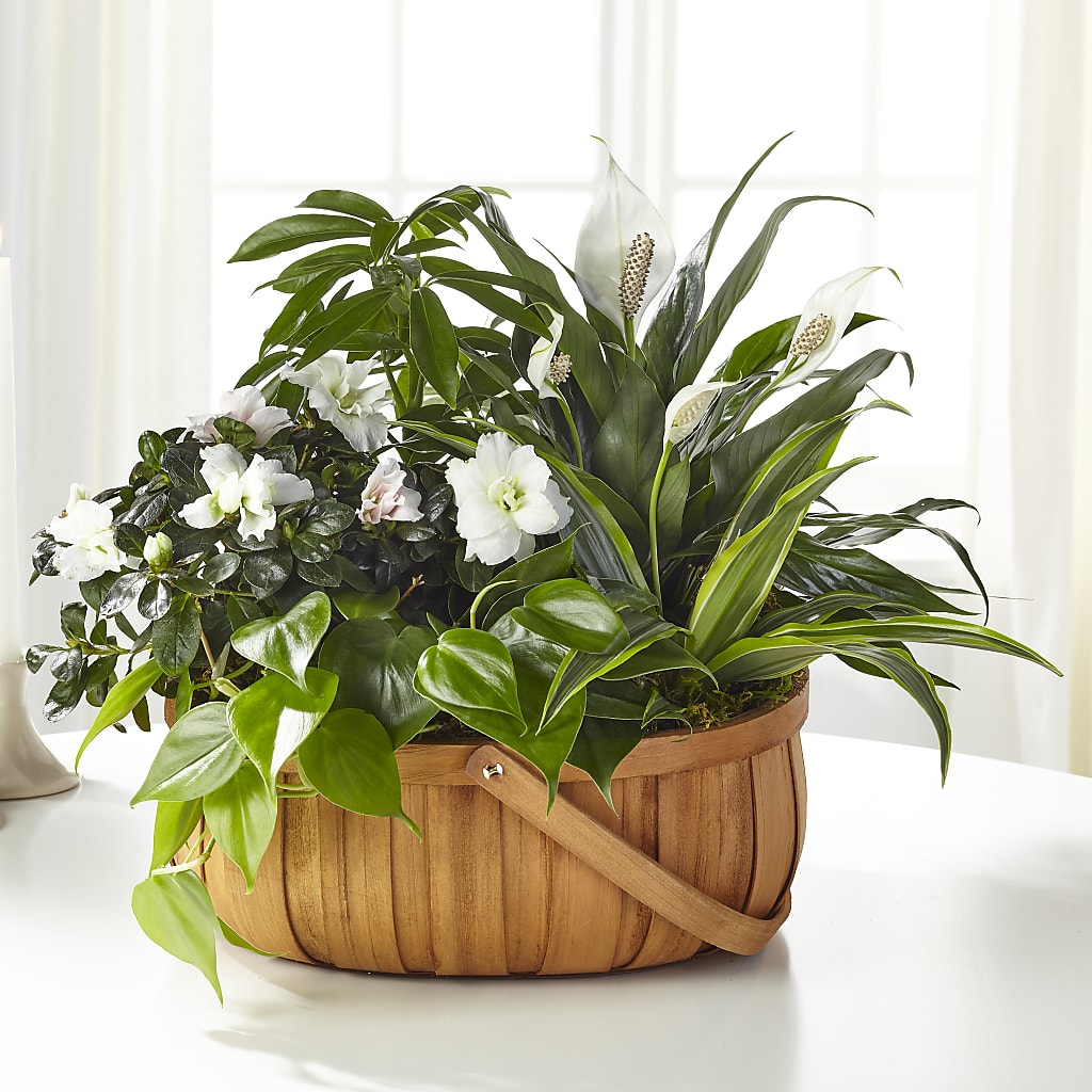 Serene Dishgarden – A&L FLORAL, Hamilton NJ