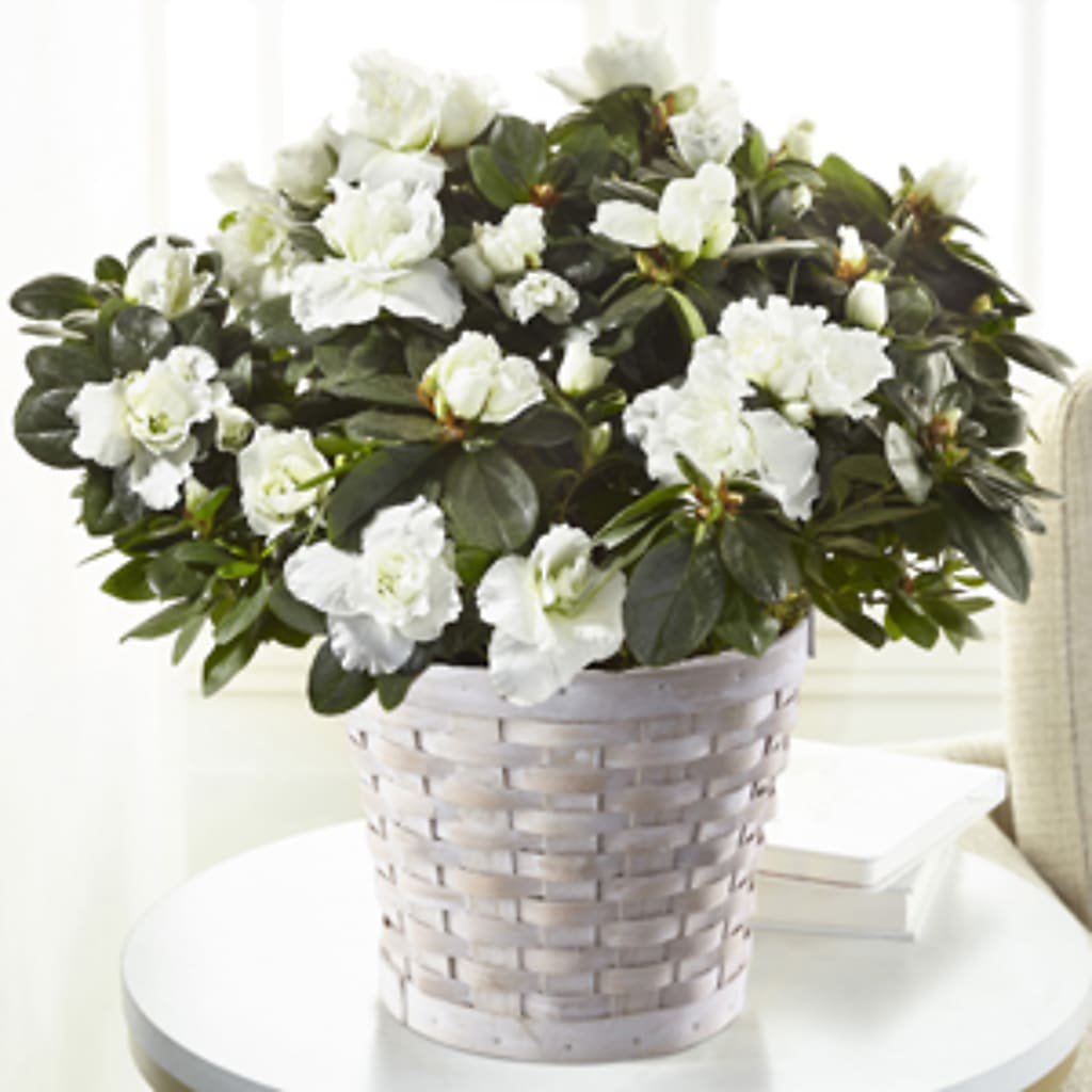 White Azalea Plant – A&L FLORAL, Hamilton NJ