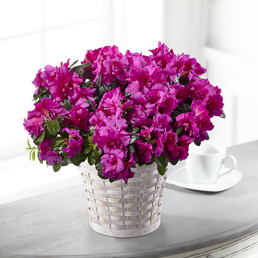 Hope & Serenity Azalea Plant – A&L FLORAL, Hamilton NJ