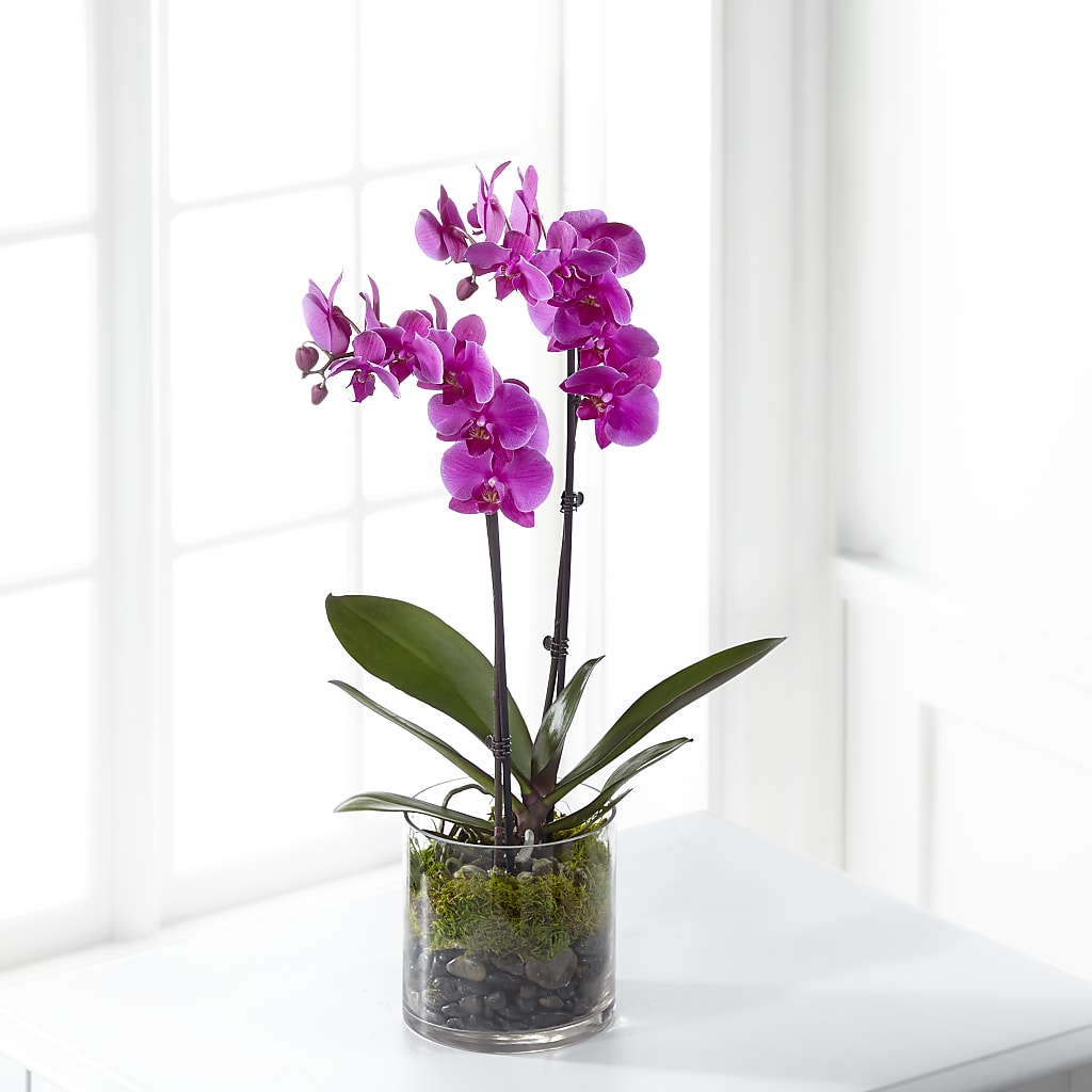 Pink Orchid Plant – A&L FLORAL, Hamilton NJ