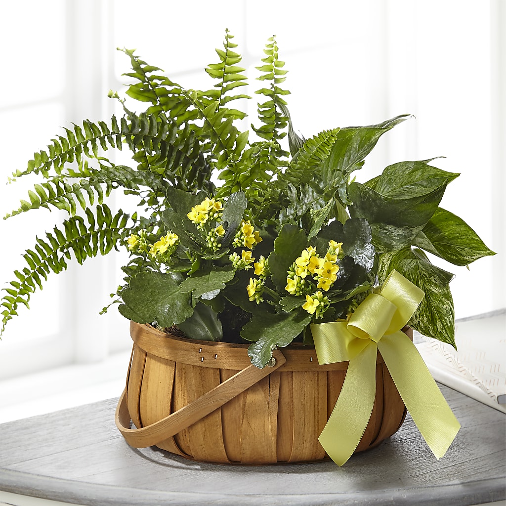 Always Dear Dishgarden – A&L FLORAL, Hamilton NJ
