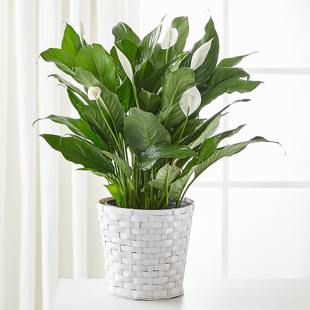 A New Leaf Peace Lily – A&L FLORAL, Hamilton NJ