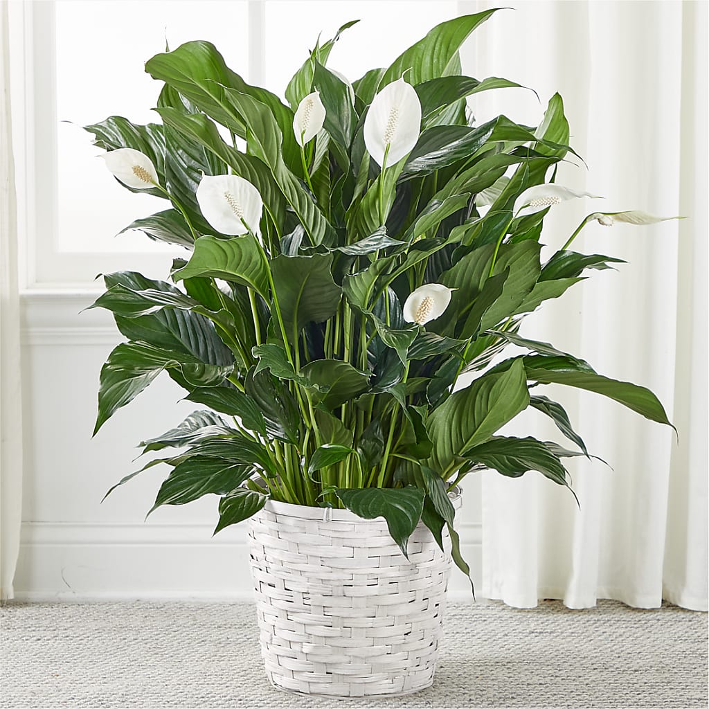 A New Leaf Peace Lily – A&L FLORAL, Hamilton NJ