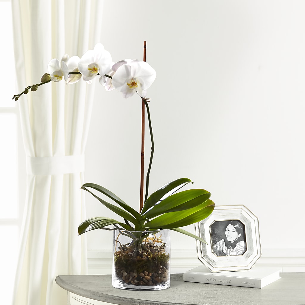 White Orchid Planter – A&L FLORAL, Hamilton NJ