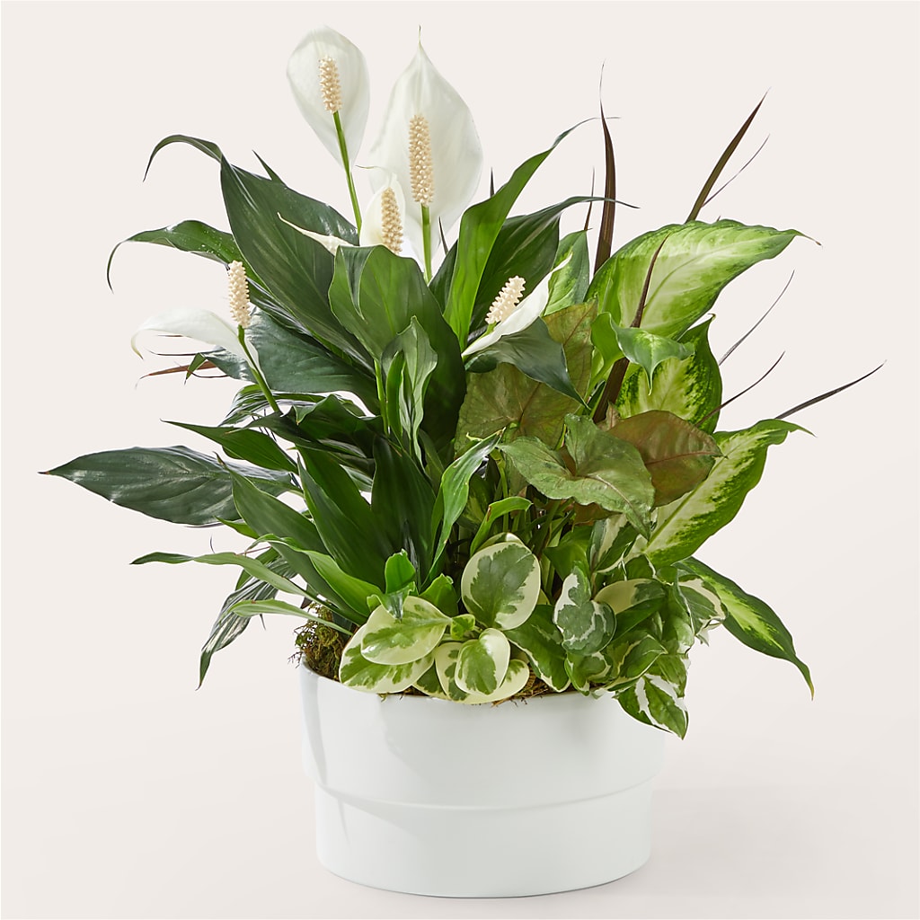 Radiating Positivity Dishgarden – A&L FLORAL, Hamilton NJ
