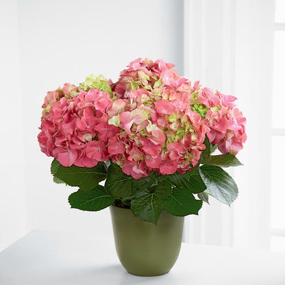 Pink Hydrangea Planter – A&L FLORAL, Hamilton NJ