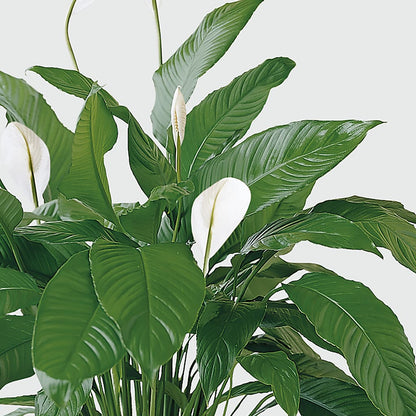Tranquil Moments Peace Lily Plant – A&L FLORAL, Hamilton NJ
