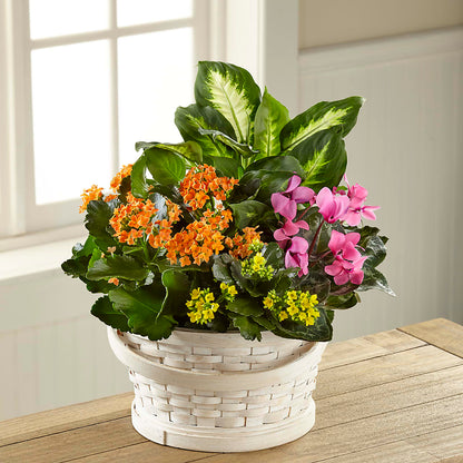 Color Crush Dishgarden – A&L FLORAL, Hamilton NJ