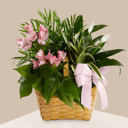 Living Spirit Dishgarden – A&L FLORAL, Hamilton NJ
