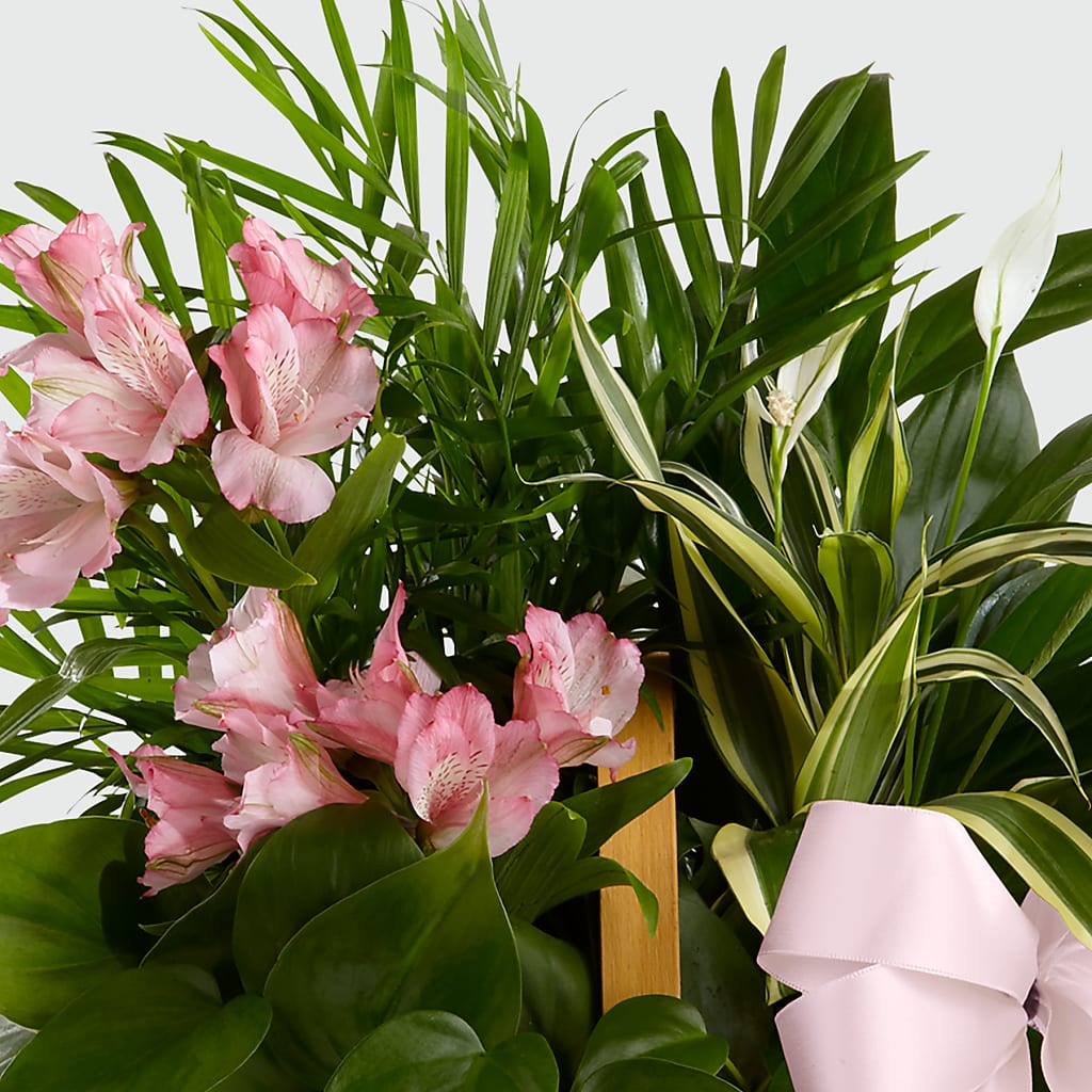 Living Spirit Dishgarden – A&L FLORAL, Hamilton NJ