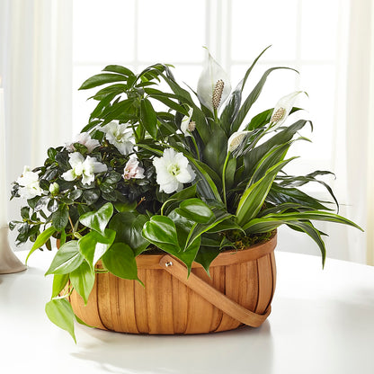 Serene Dishgarden – A&L FLORAL, Hamilton NJ