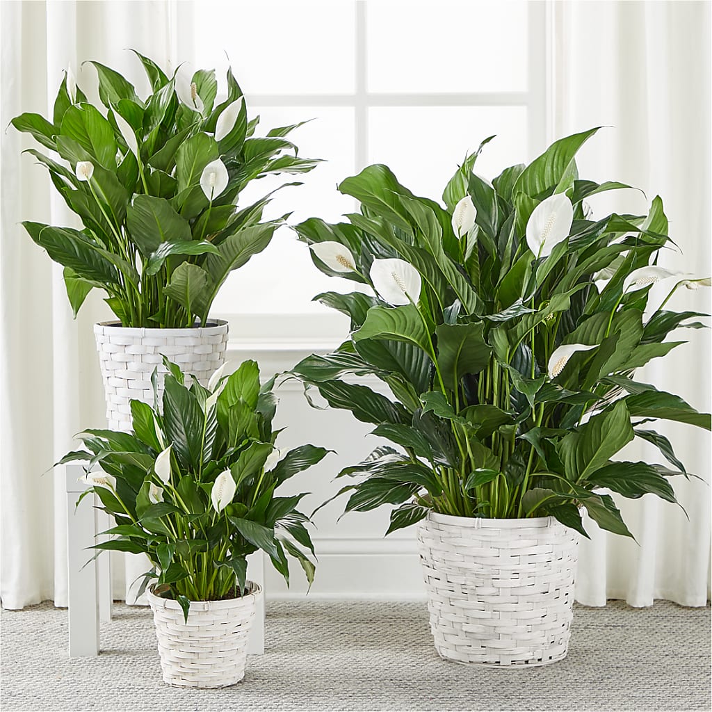 A New Leaf Peace Lily – A&L FLORAL, Hamilton NJ