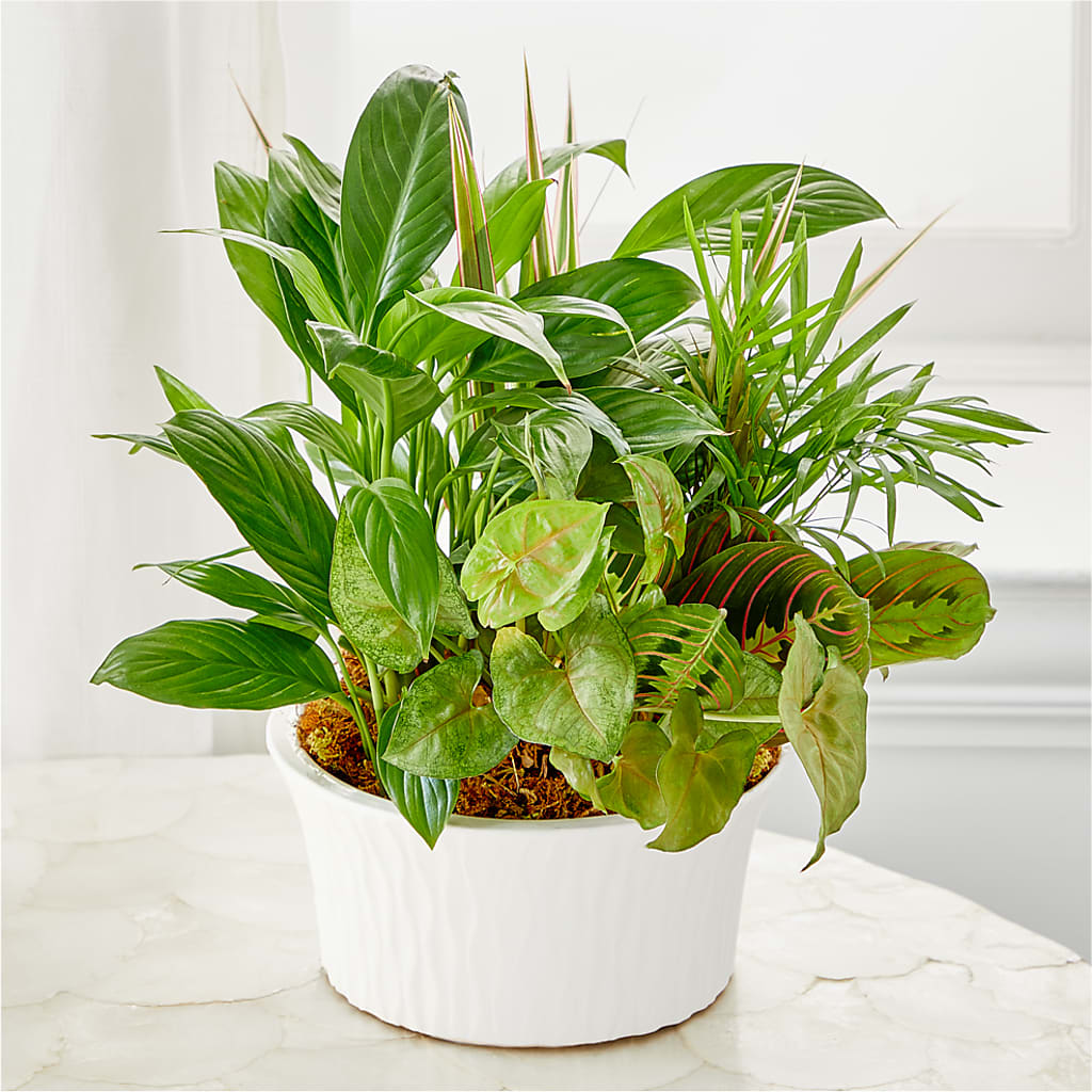 Balance & Harmony Dishgarden – A&L FLORAL, Hamilton NJ