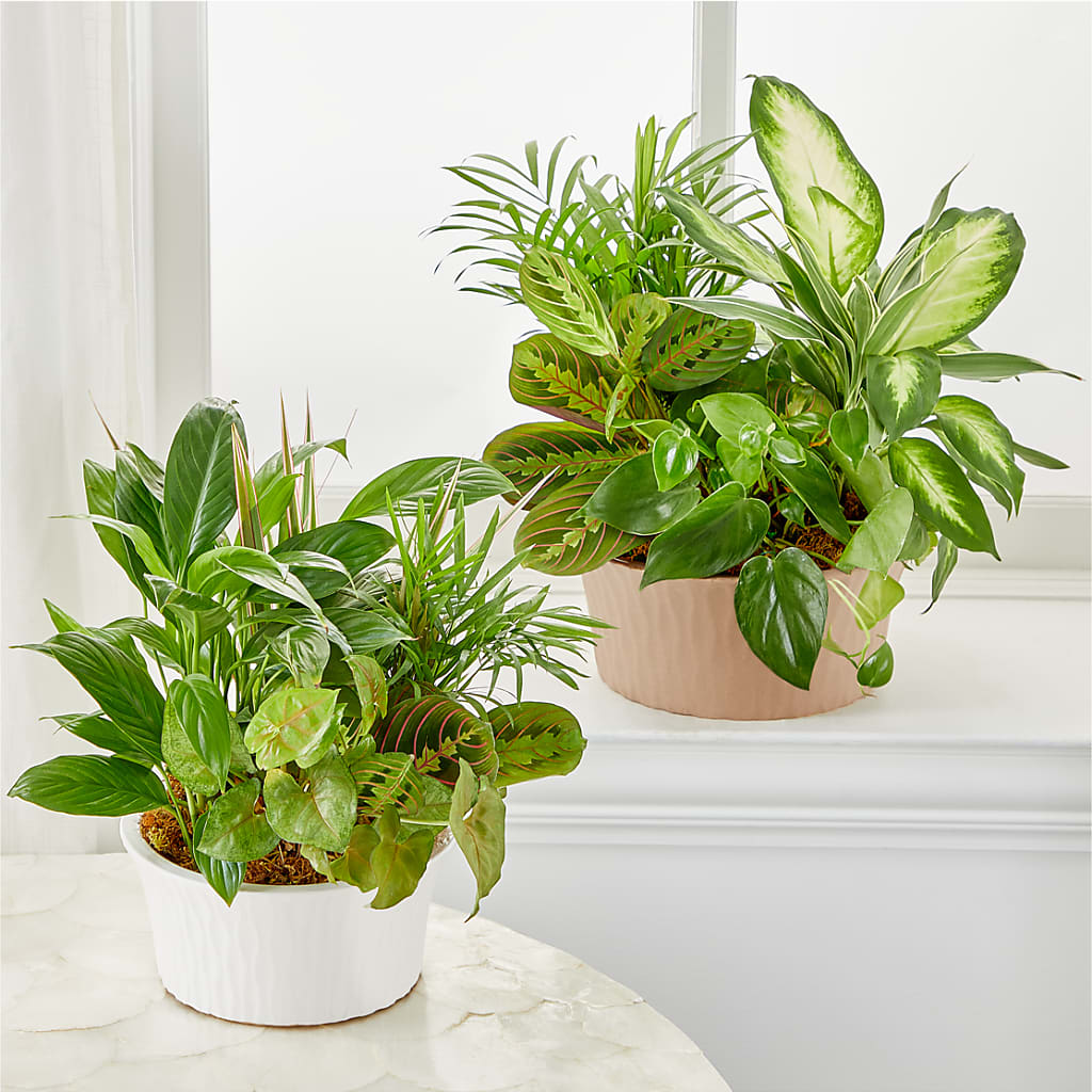 Balance & Harmony Dishgarden – A&L FLORAL, Hamilton NJ