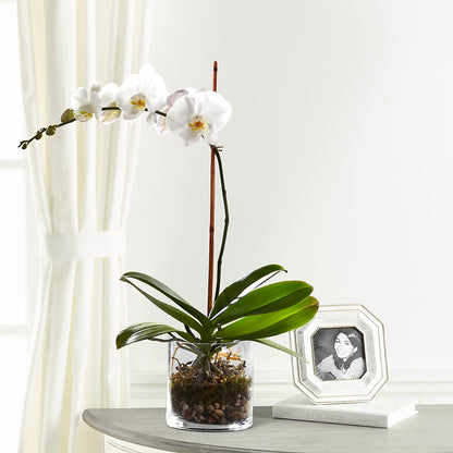 White Orchid Planter – A&L FLORAL, Hamilton NJ